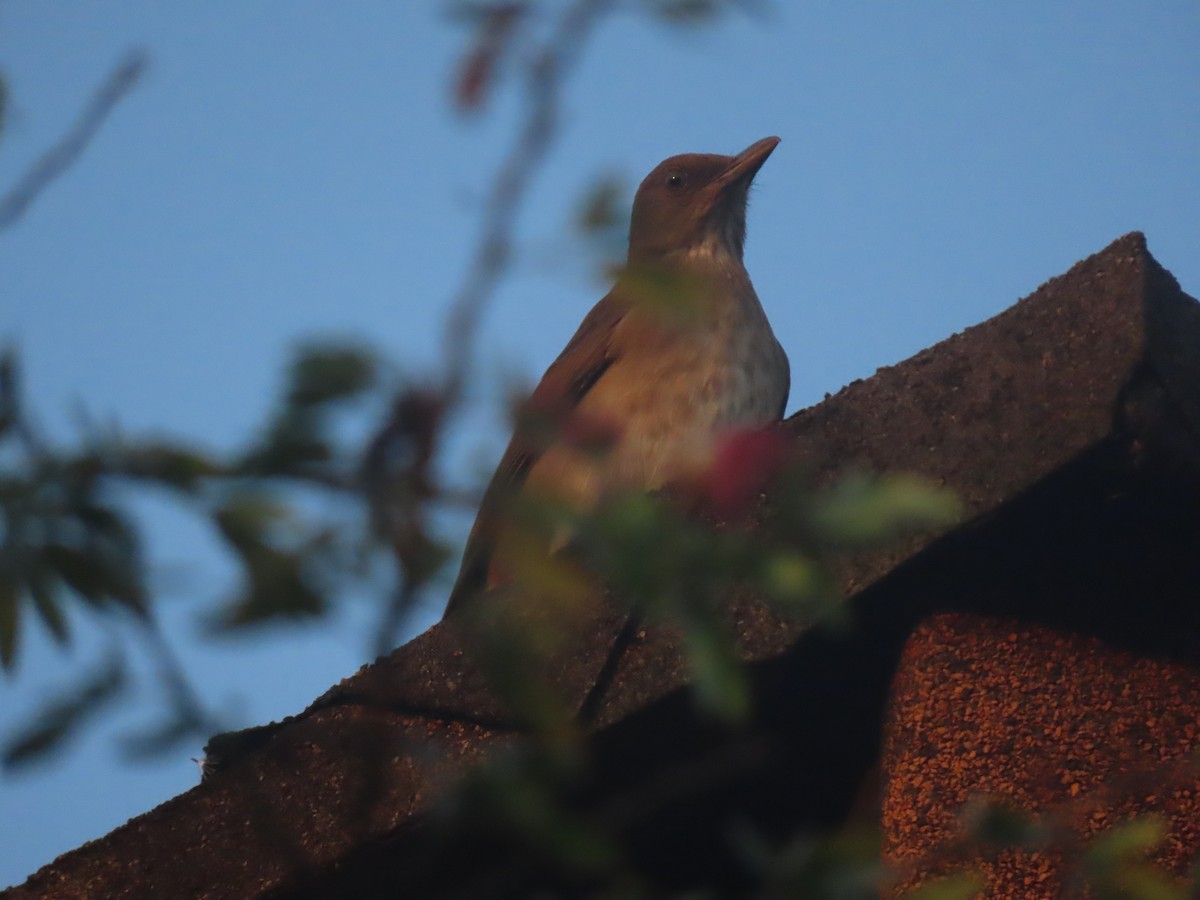 Black-billed Thrush - ML607660501