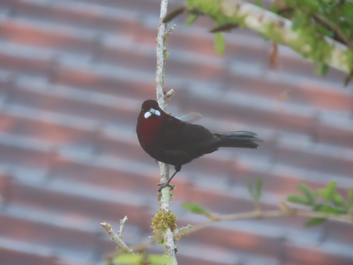 Silver-beaked Tanager - ML607660721