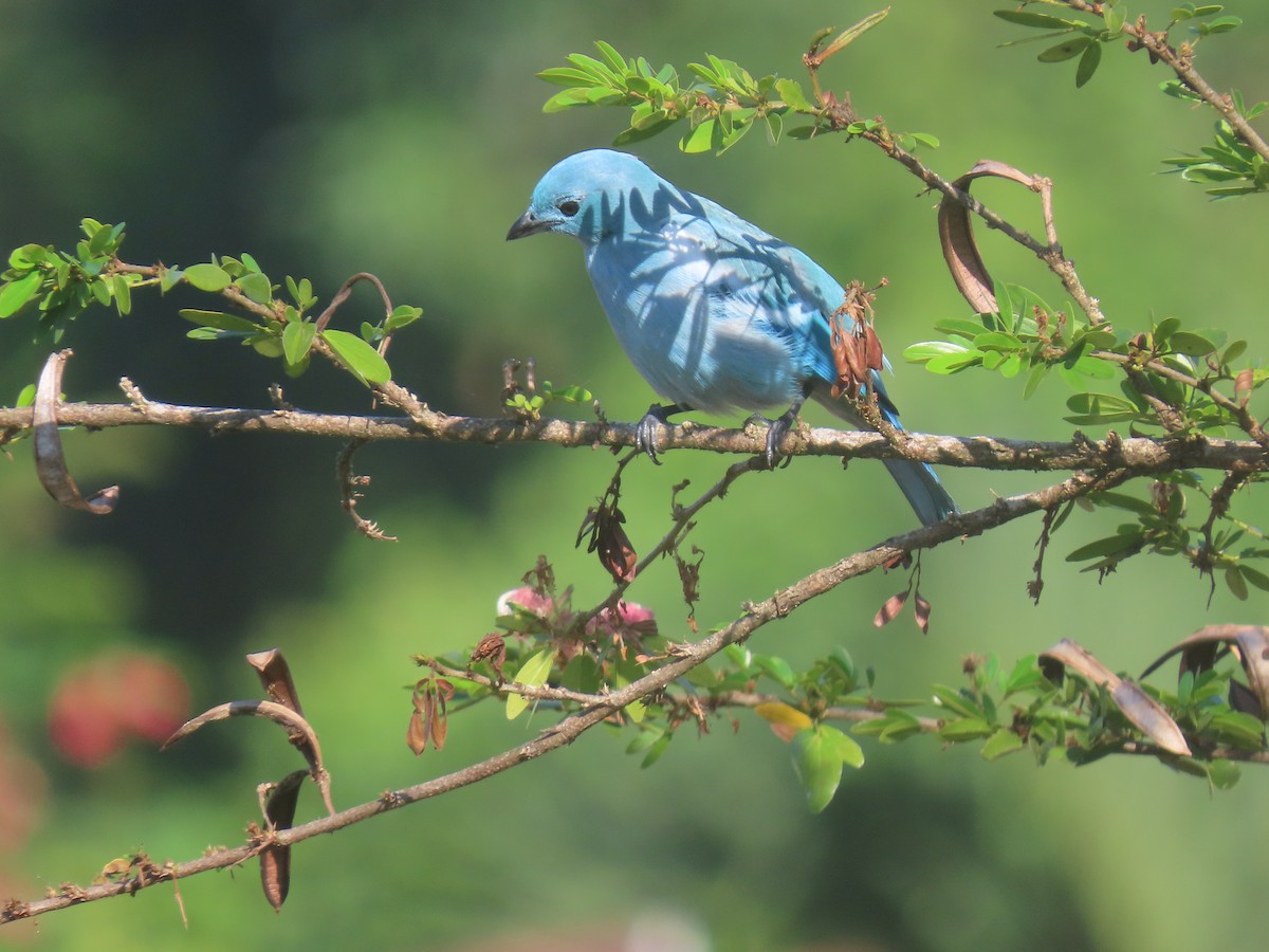 Blue-gray Tanager - ML607660911