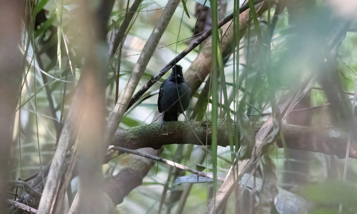 Black-headed Antbird (Hellmayr's) - Paul Fenwick