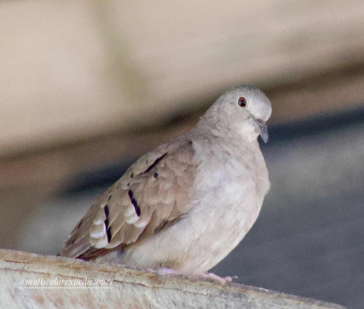 Plain-breasted Ground Dove - ML607661281