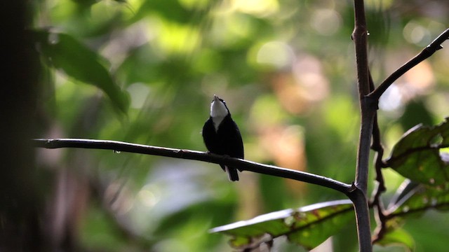 Manakin à gorge blanche - ML607661451