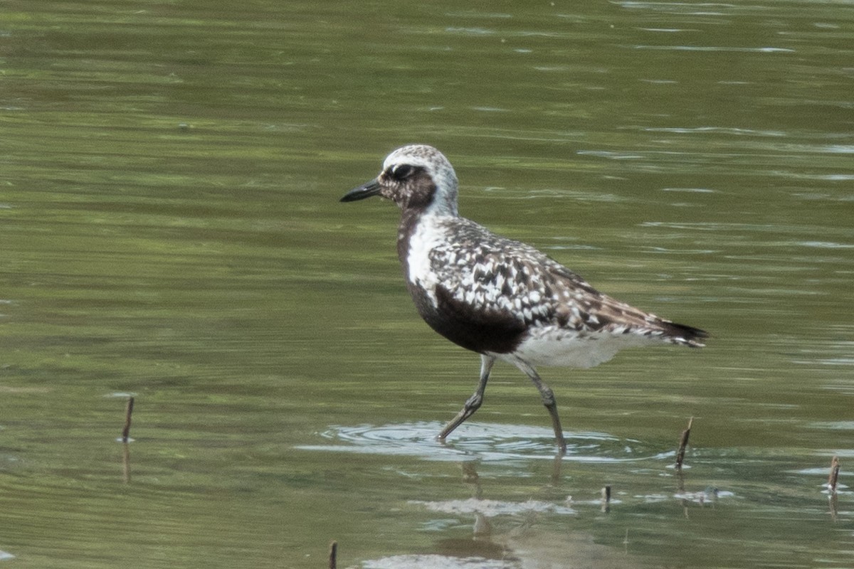 Black-bellied Plover - ML607662351