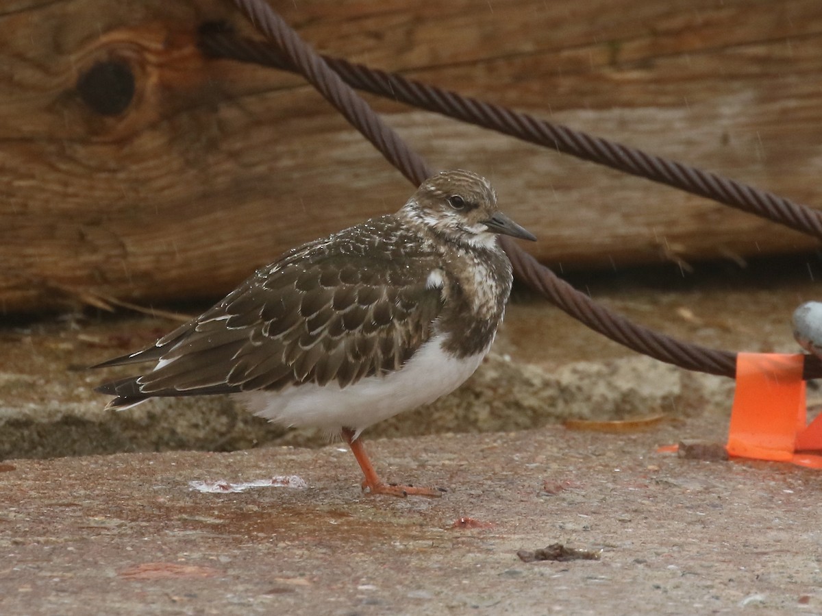 Ruddy Turnstone - ML607662891