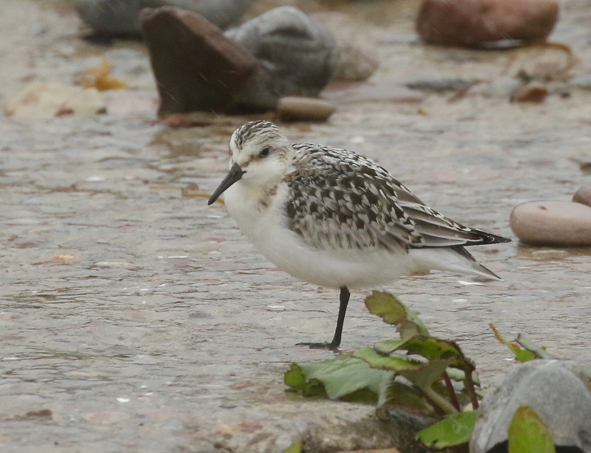 Bécasseau sanderling - ML607663131