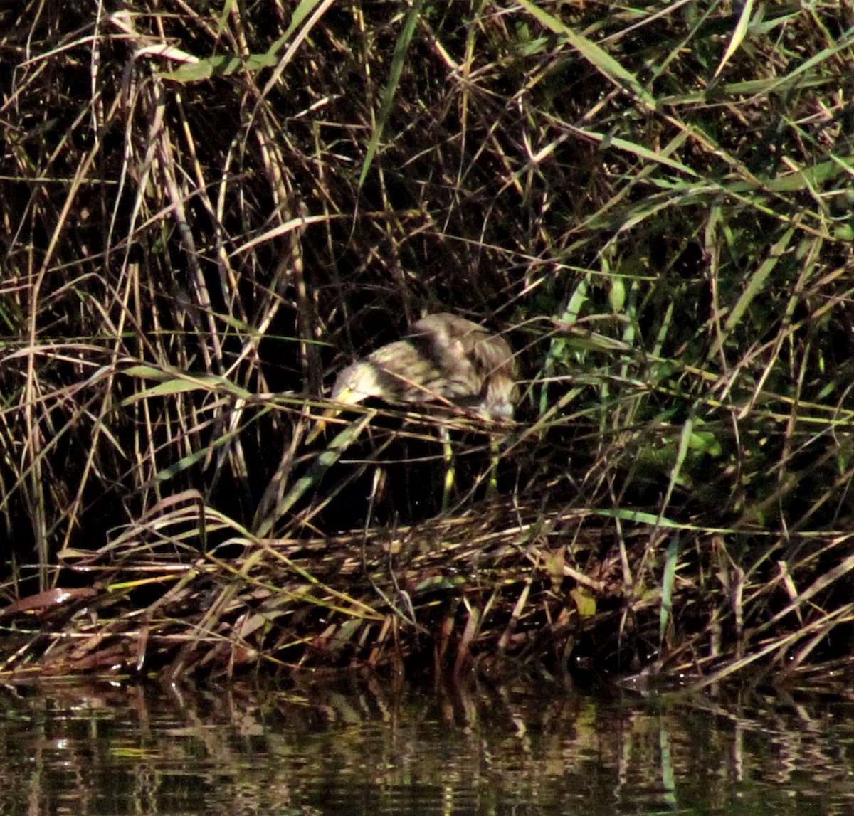 Squacco Heron - ML607663641