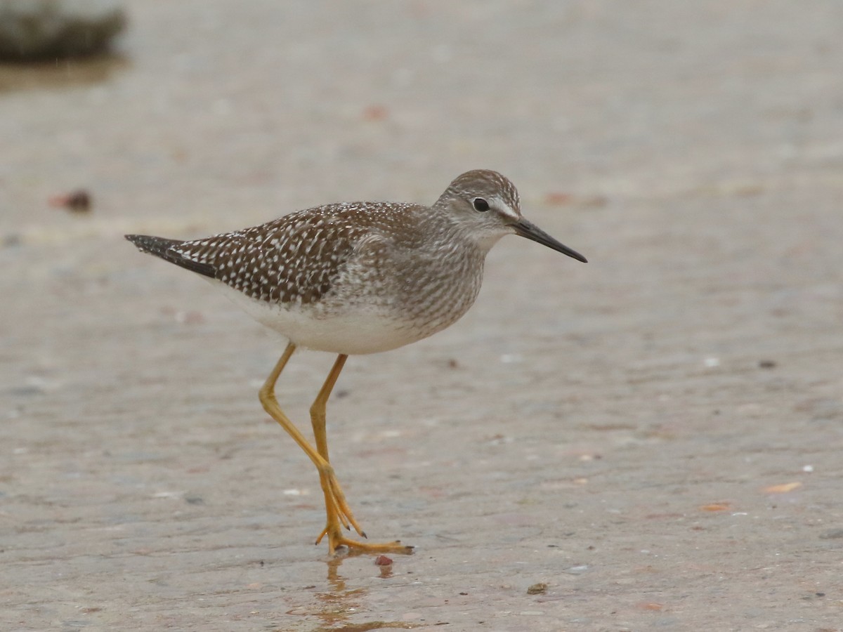 Lesser Yellowlegs - ML607663801