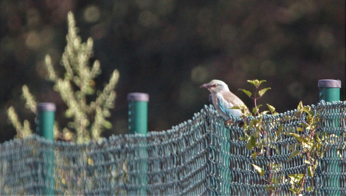 European Roller - Quim Minoves