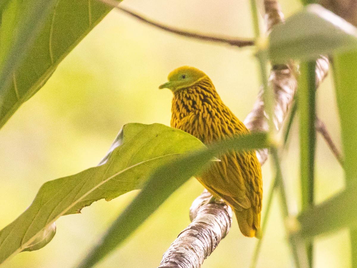 Golden Dove - ML607664541