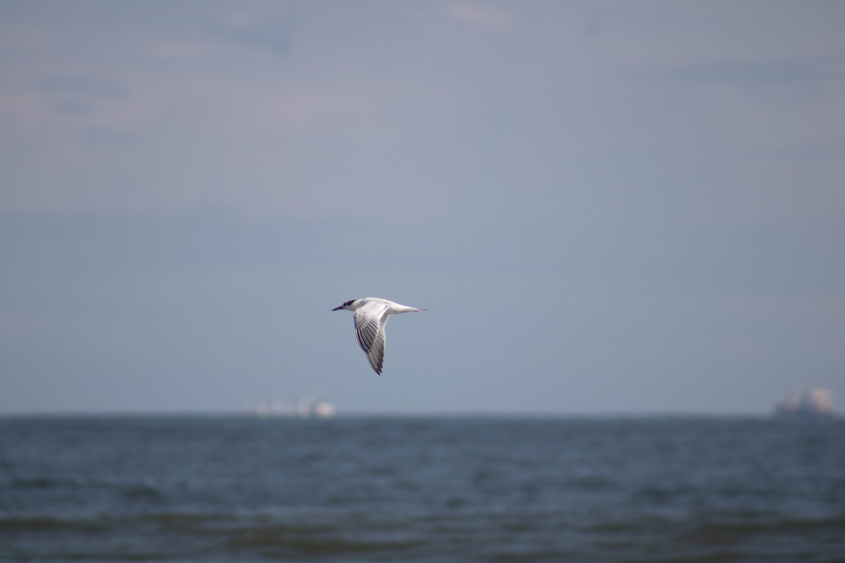 Sandwich Tern - Misael Bernal