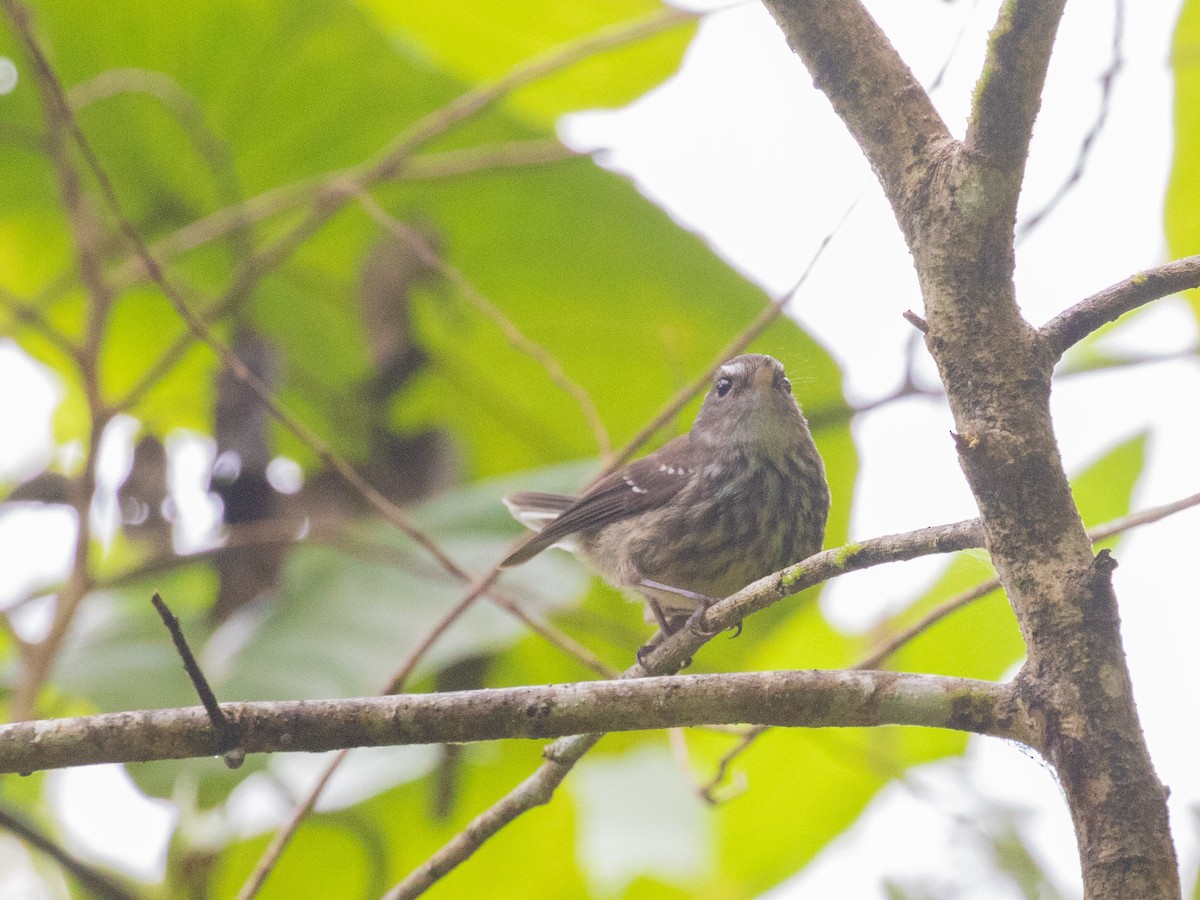 Fiji Streaked Fantail - ML607666331