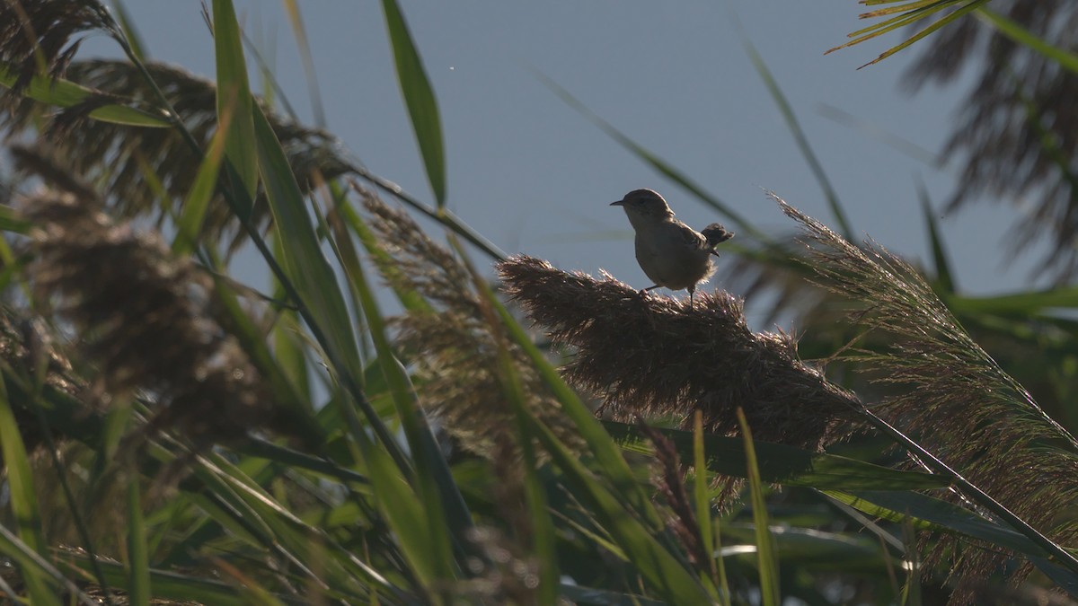 Marsh Wren - ML607666481