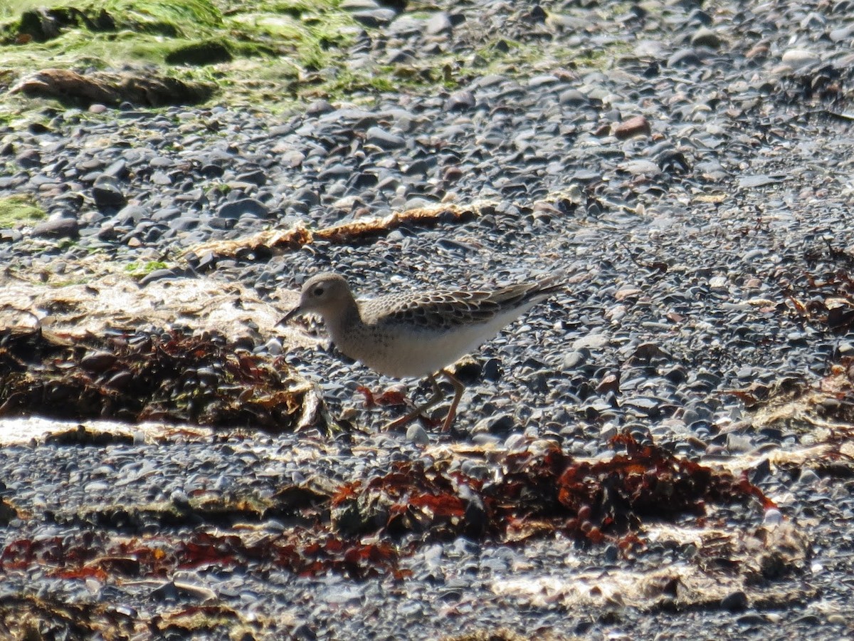 Buff-breasted Sandpiper - ML607667291