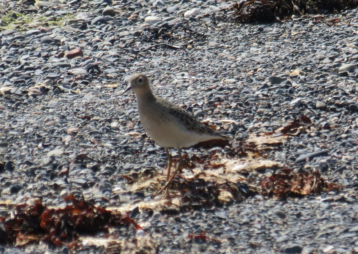 Buff-breasted Sandpiper - ML607667301