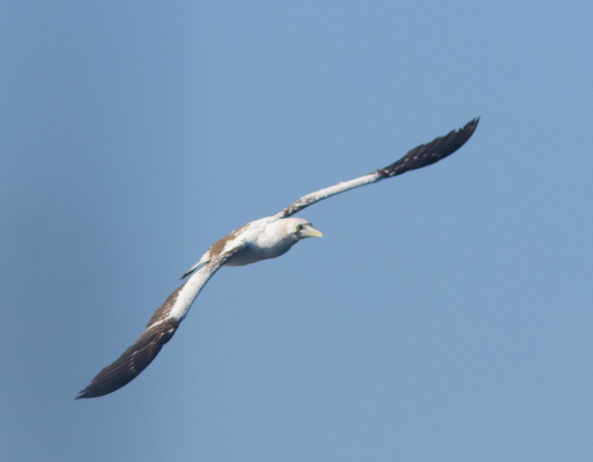 Masked Booby - ML607667921
