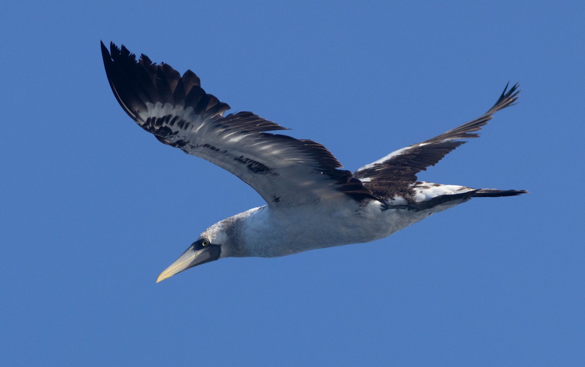 Masked Booby - ML607667931