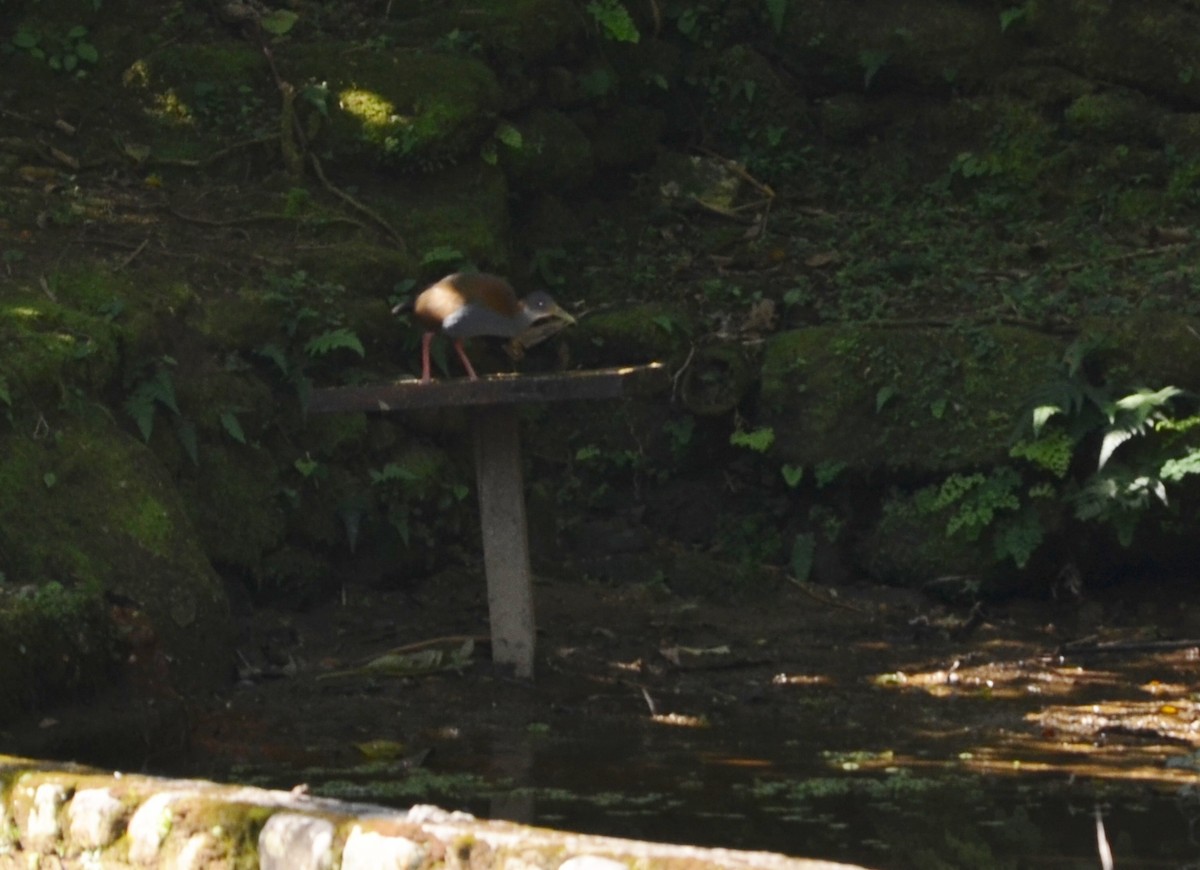 Slaty-breasted Wood-Rail - ML607669181