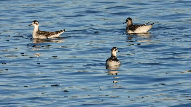 Red-necked Phalarope - ML607669691