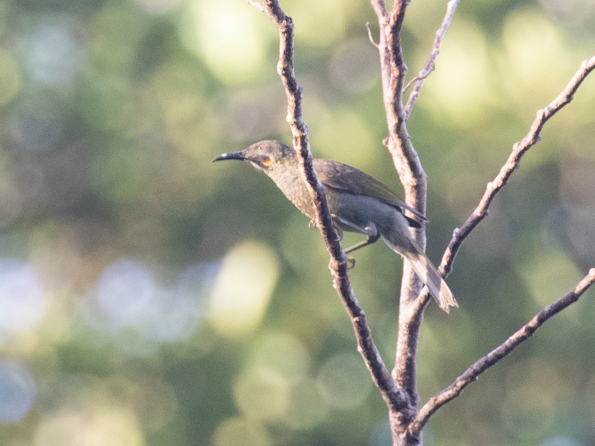 Western Wattled-Honeyeater - ML607669731