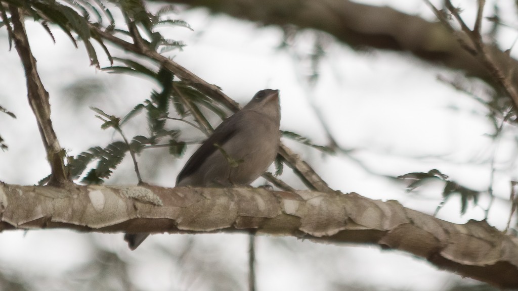 Pileated Finch - ML607669851