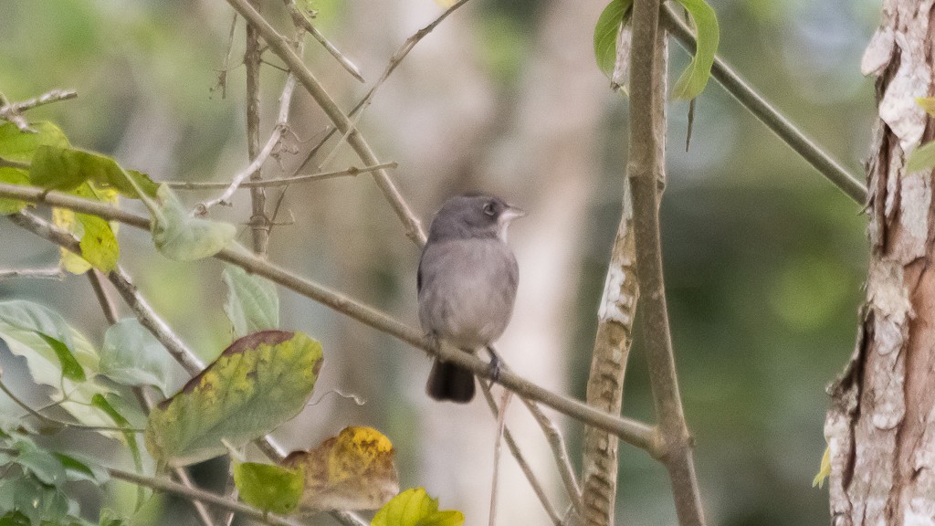 Pileated Finch - Enio Moraes