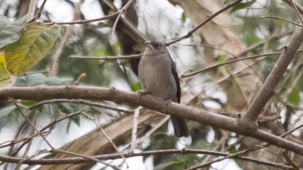 Pileated Finch - ML607669881