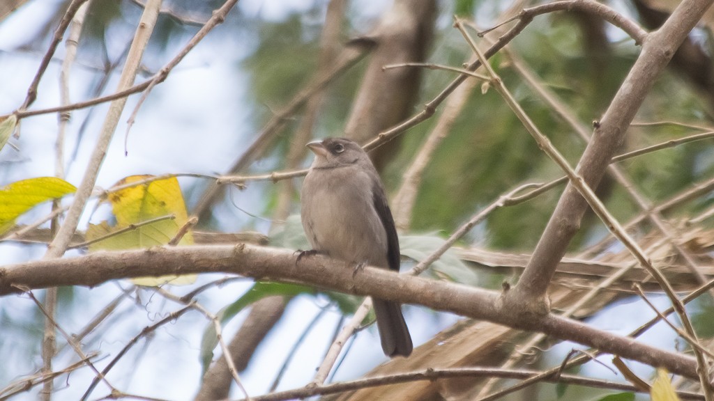 Pileated Finch - ML607669901