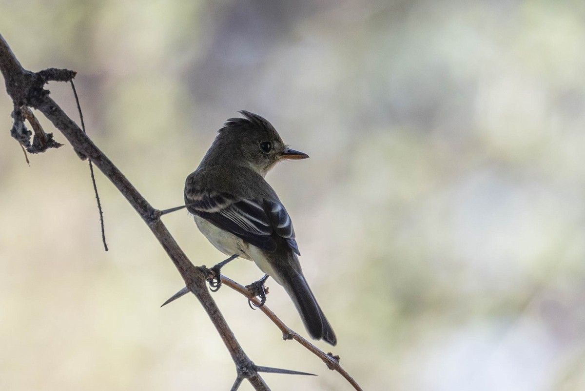 Willow Flycatcher - ML607670081