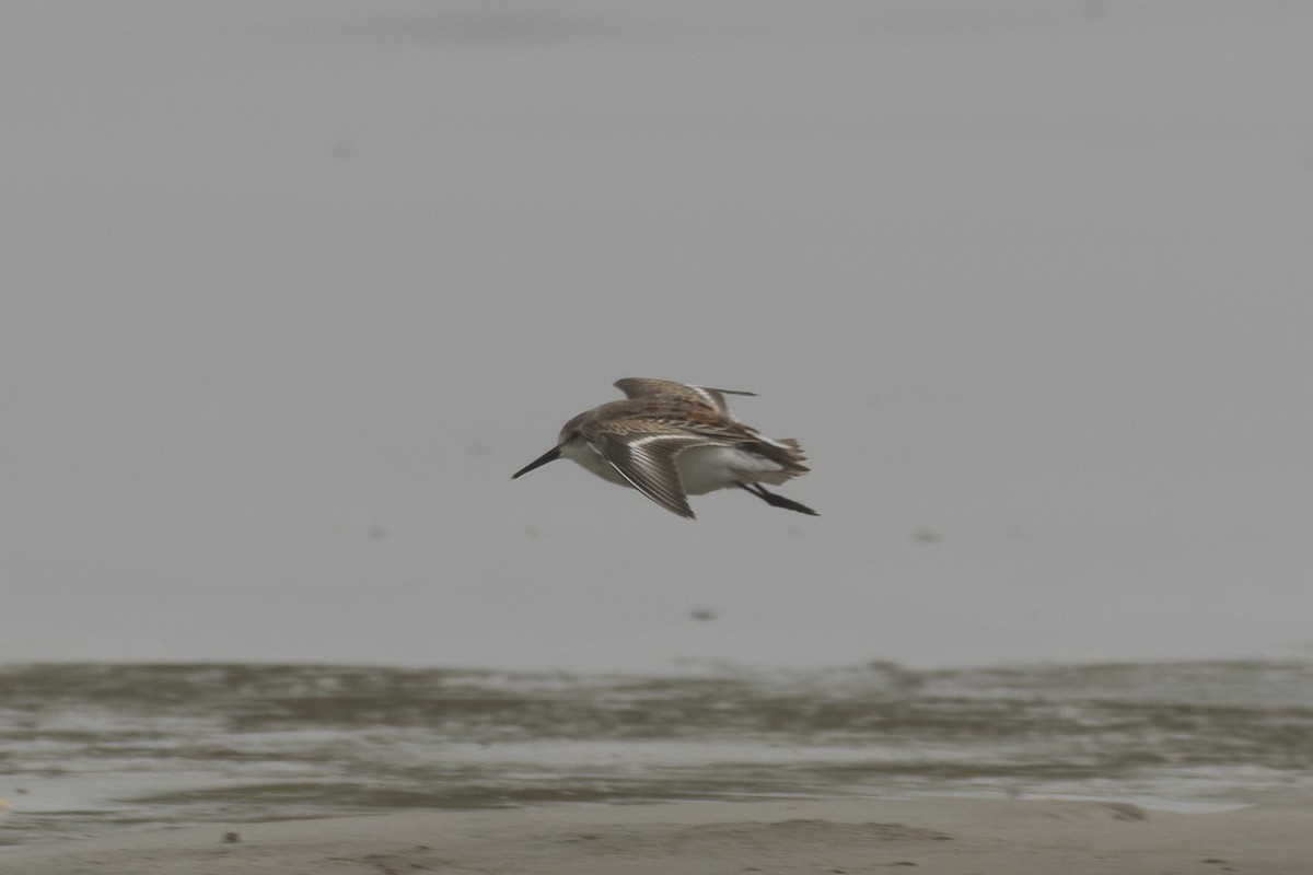 Western Sandpiper - ML607670251