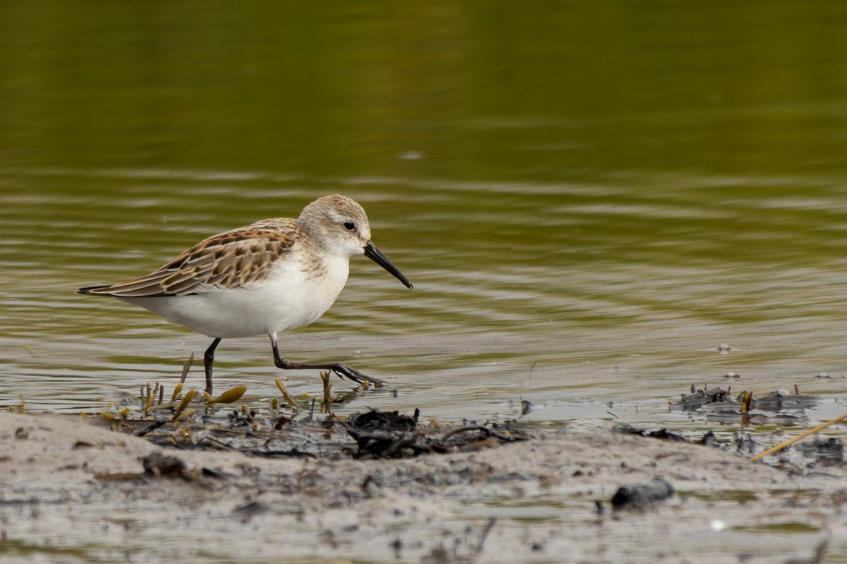 Western Sandpiper - ML607670261