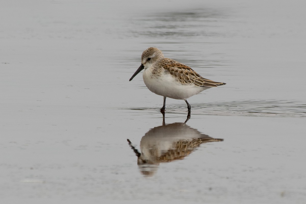 Western Sandpiper - ML607670271