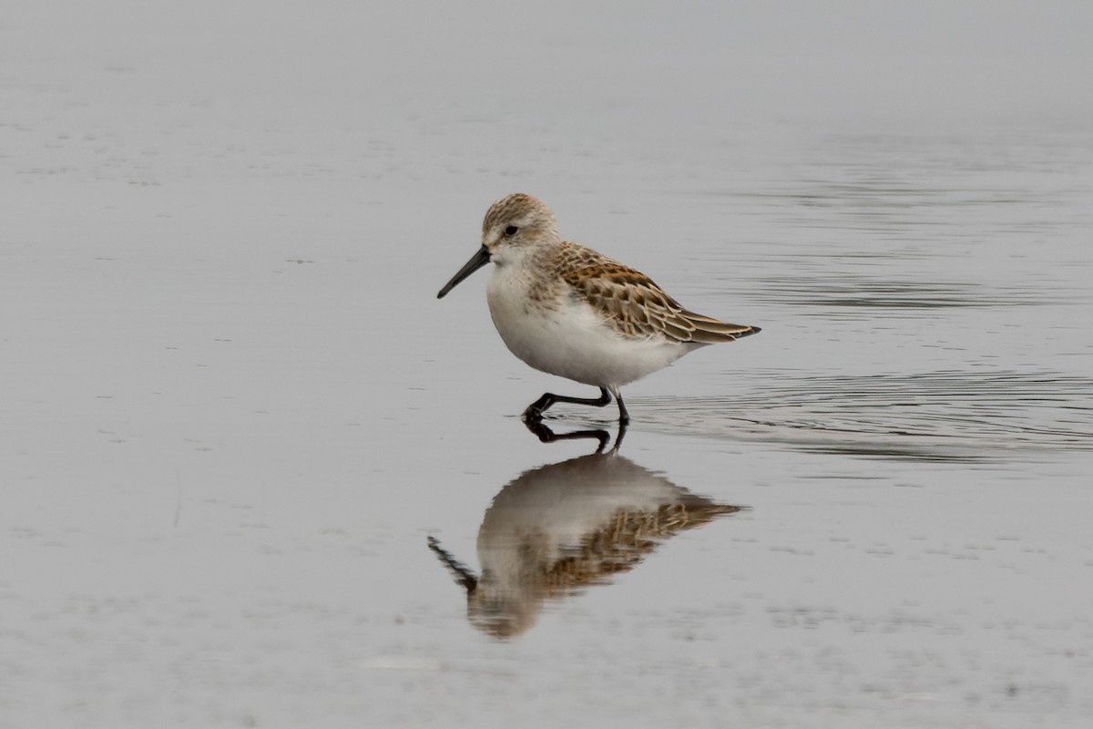 Western Sandpiper - ML607670281