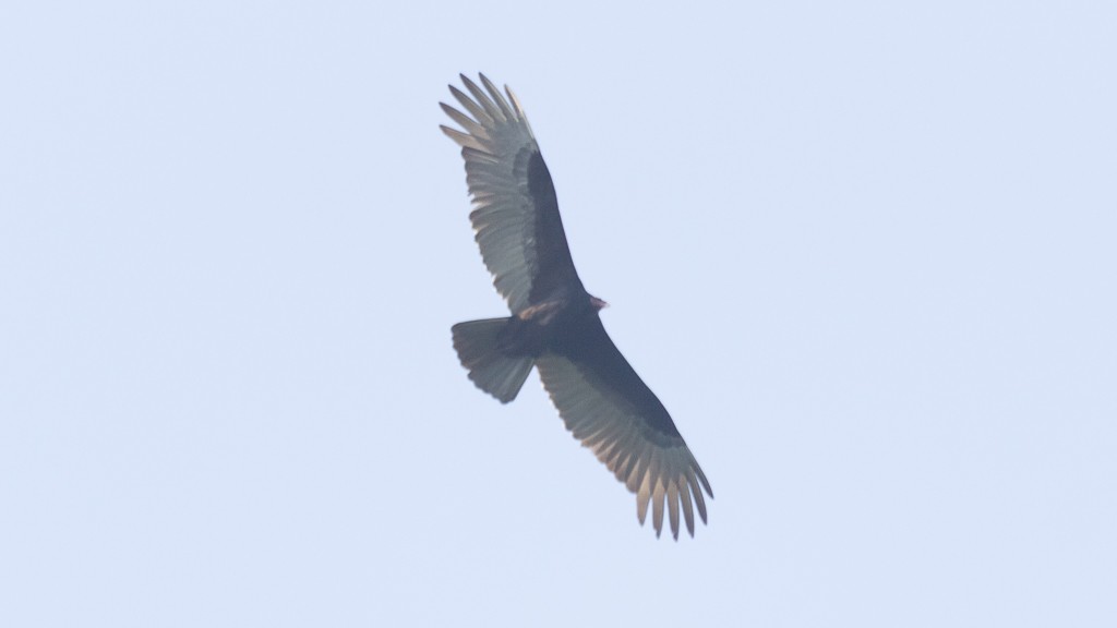 Turkey Vulture - ML607670331