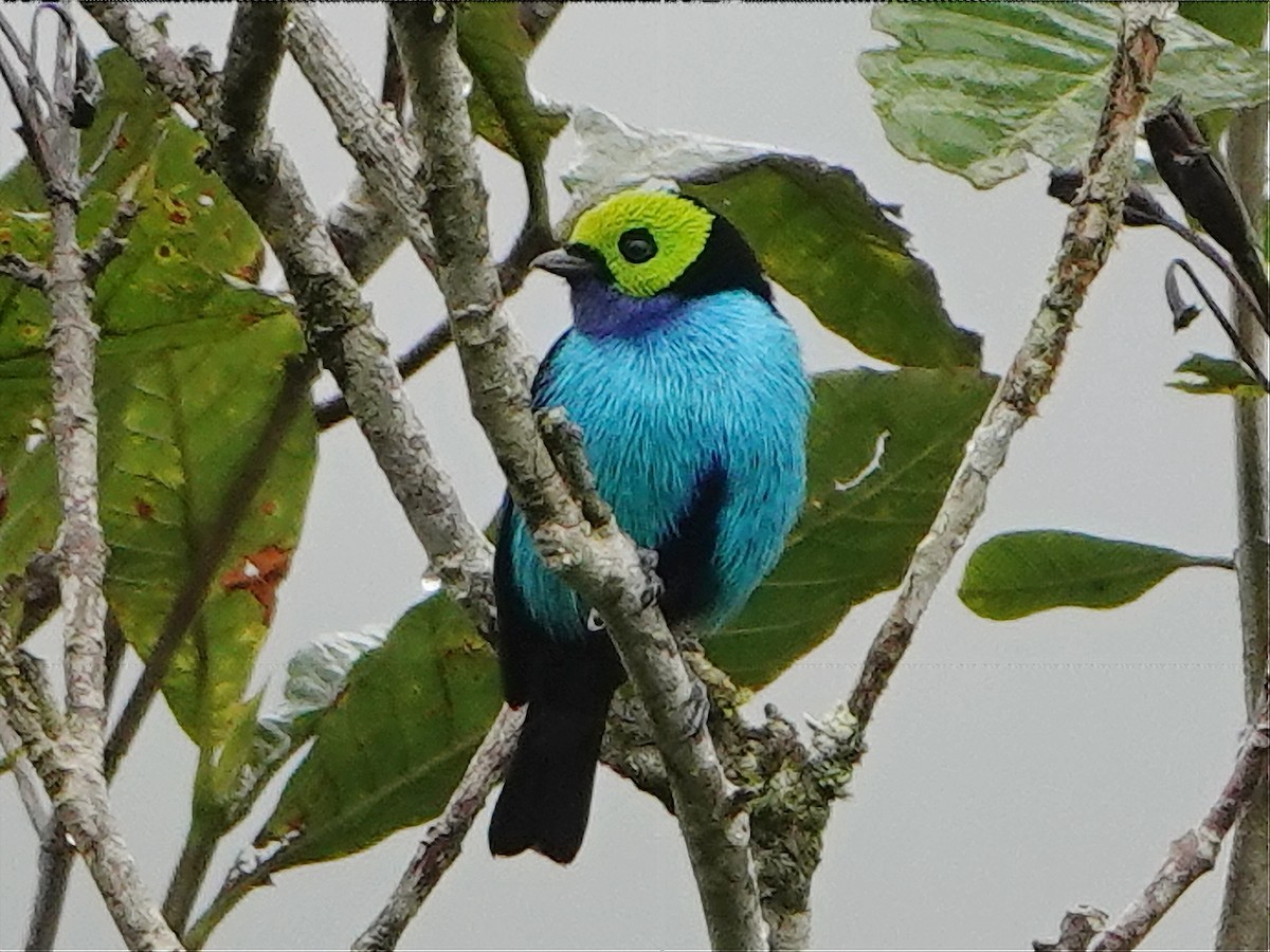 Paradise Tanager - ML607670381