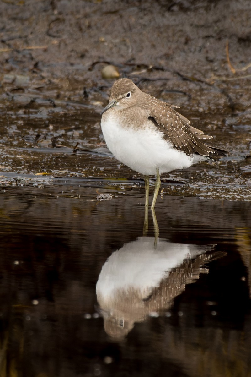 Solitary Sandpiper - ML607670441