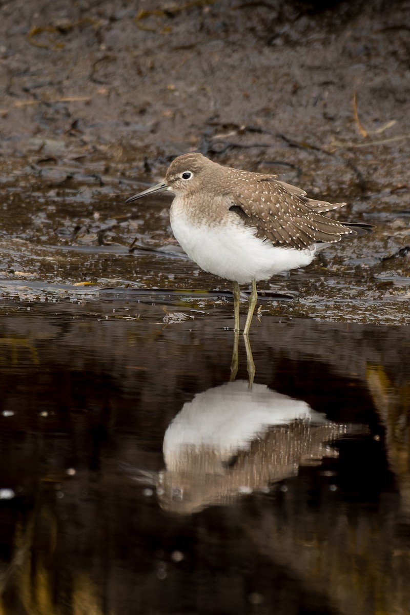 Solitary Sandpiper - ML607670451