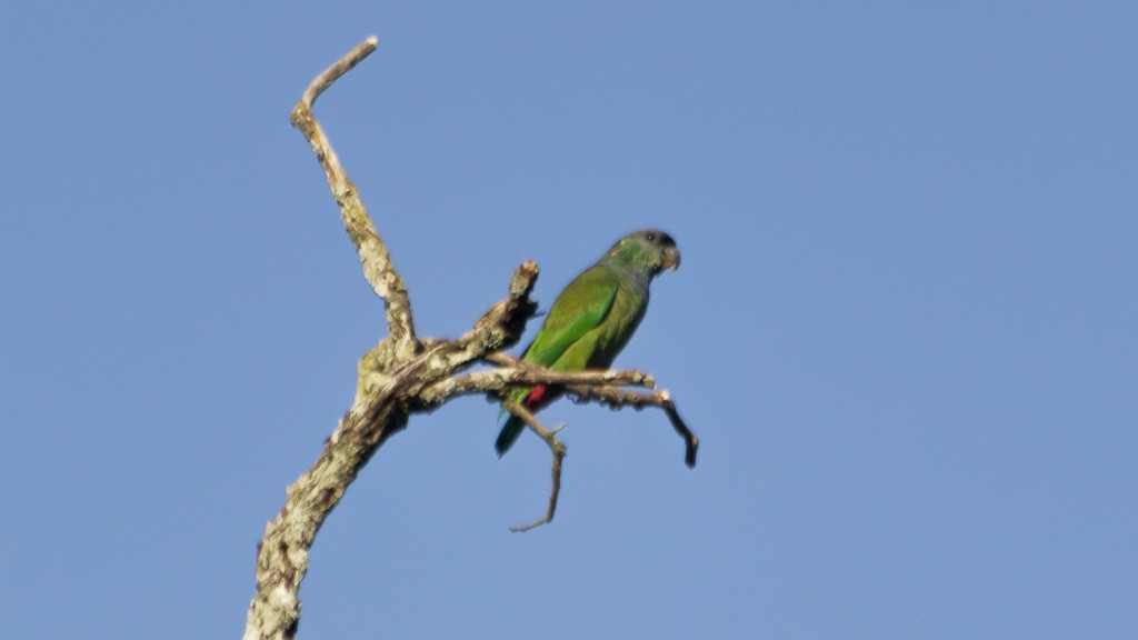 Папуга-червоногуз зеленощокий - ML607670461