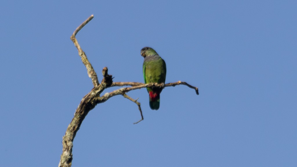 Scaly-headed Parrot - ML607670471