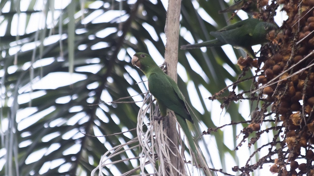 Conure pavouane - ML607670561