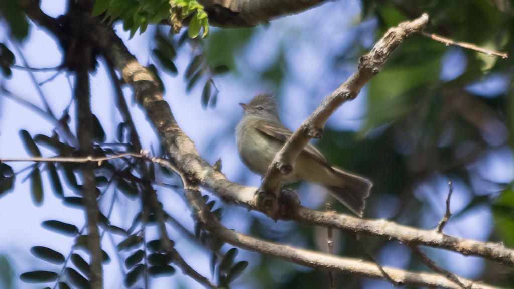 Southern Beardless-Tyrannulet - ML607670631