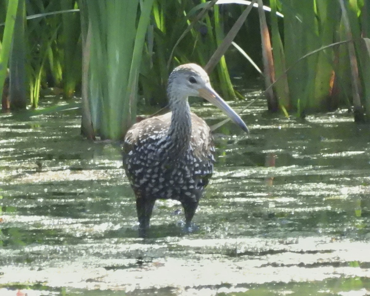 Limpkin - Sheryl Lazenby