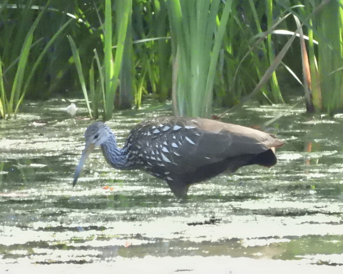 Limpkin - Sheryl Lazenby