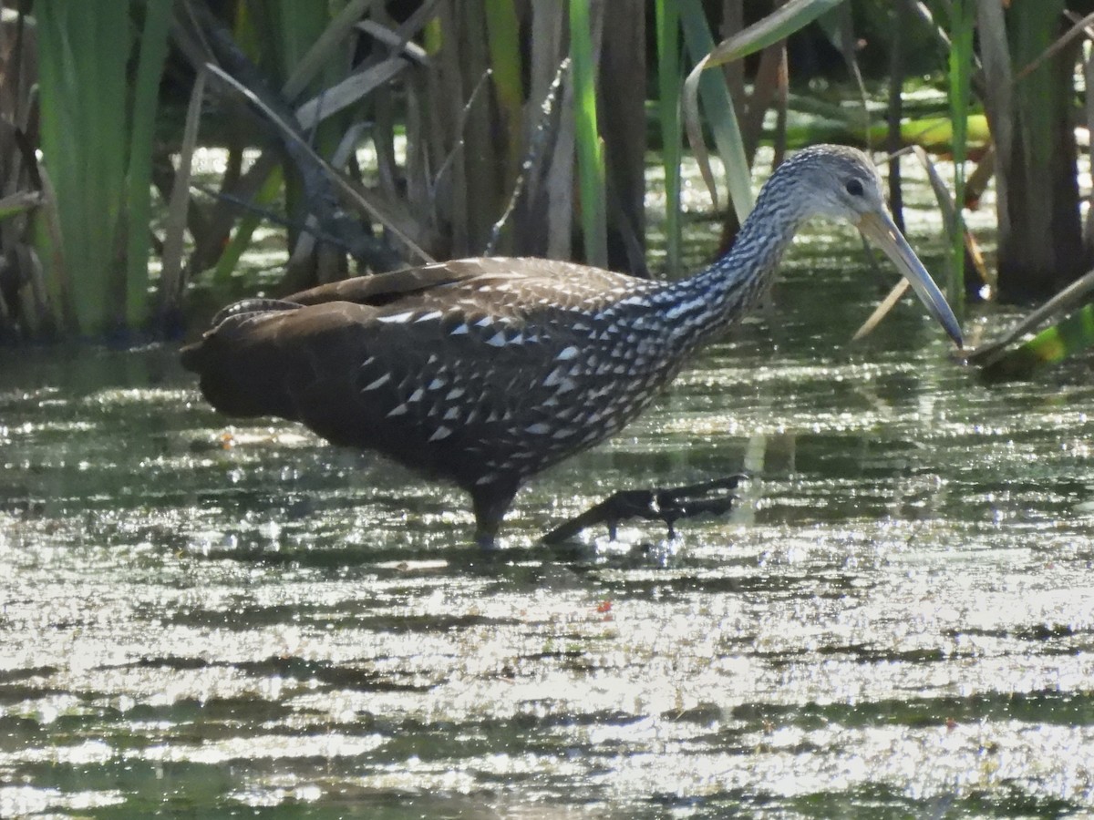 Limpkin - Sheryl Lazenby