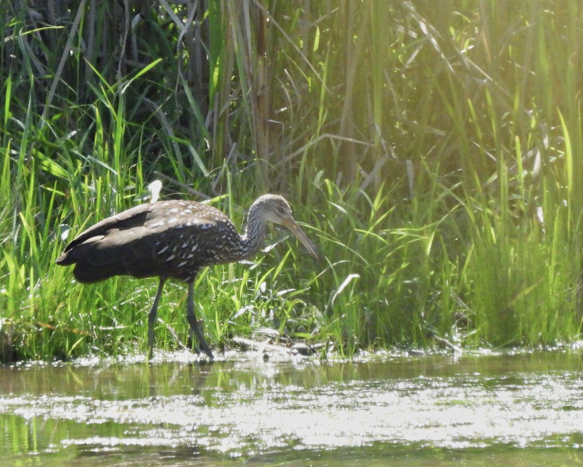 Limpkin - Sheryl Lazenby