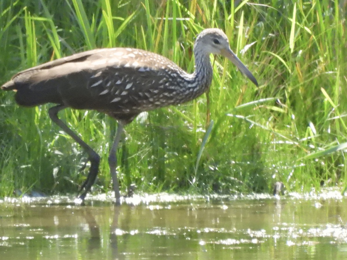 Limpkin - Sheryl Lazenby