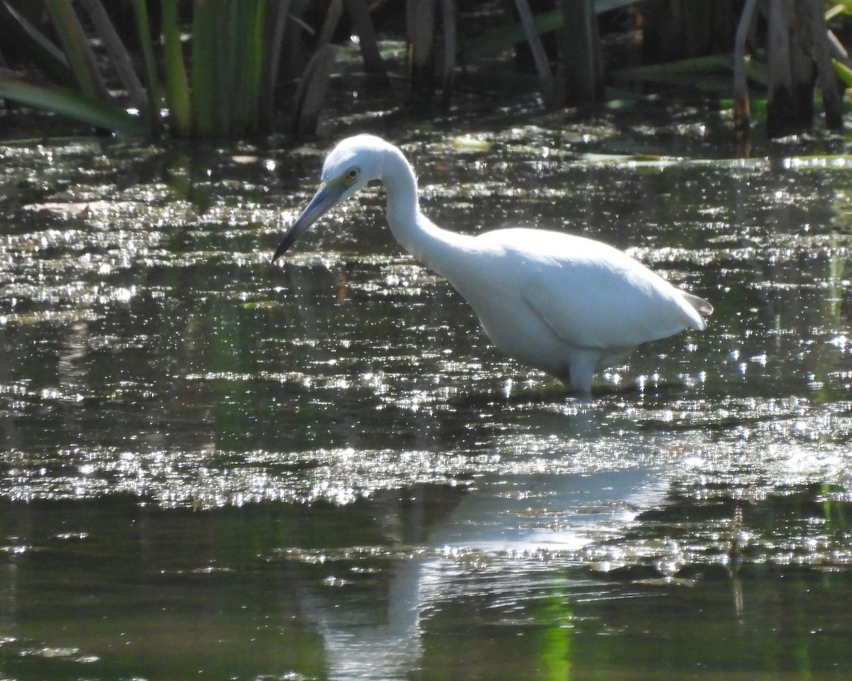 Little Blue Heron - Sheryl Lazenby