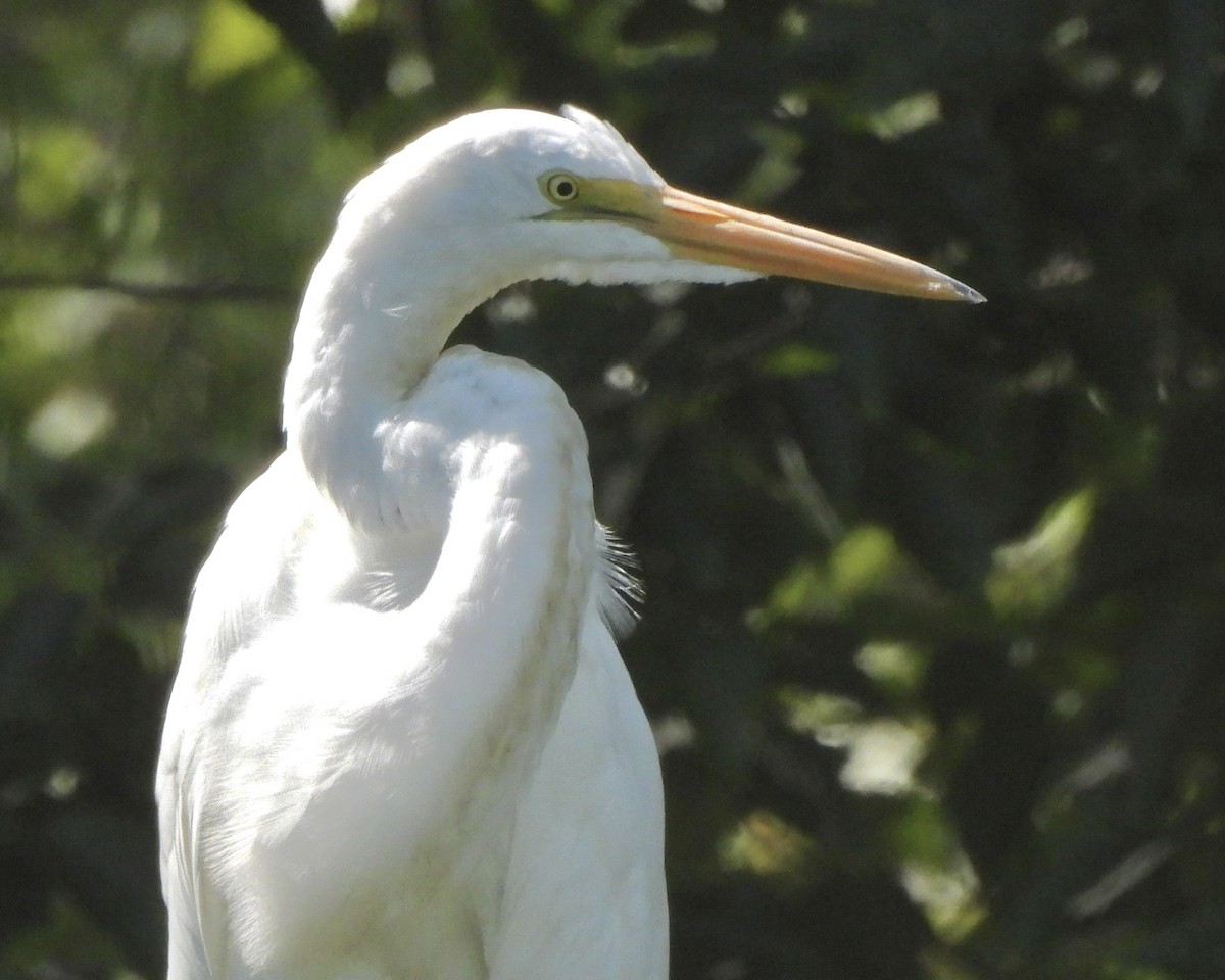 Great Egret - ML607671231