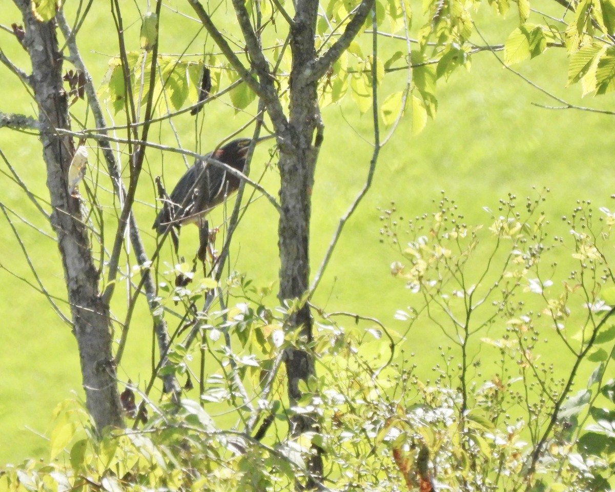 Green Heron - ML607671341