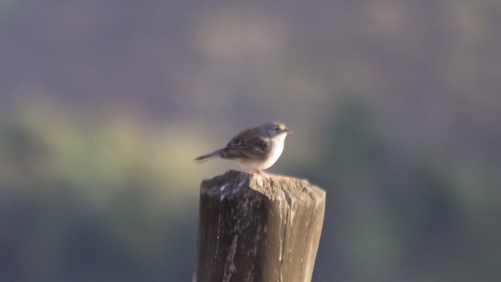 Grassland Sparrow - ML607671601