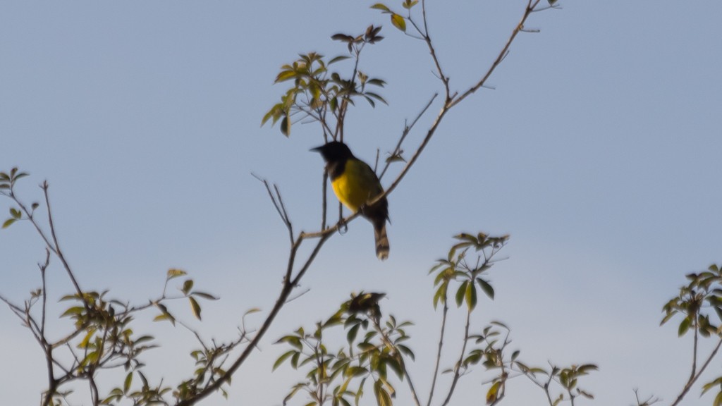 Yellow-rumped Marshbird - ML607671621